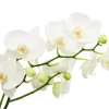 Moth Orchid Live Plant – Phalaenopsis – 4 inch Pot – Easy Care Houseplant - Image 1