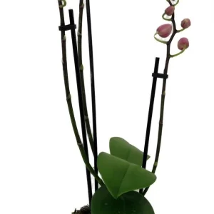 Moth Orchid Live Plant – Phalaenopsis – 4 inch Pot – Easy Care Houseplant - Image 3