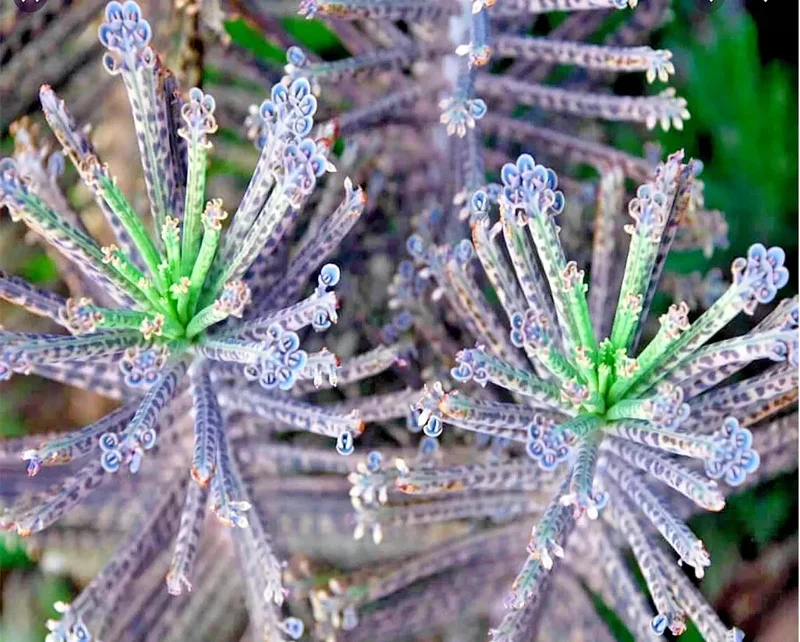 Mother of Millions (Kalanchoe tubiflora) Drought Tolerant Plant Seeds - 25 Seeds - Image 2