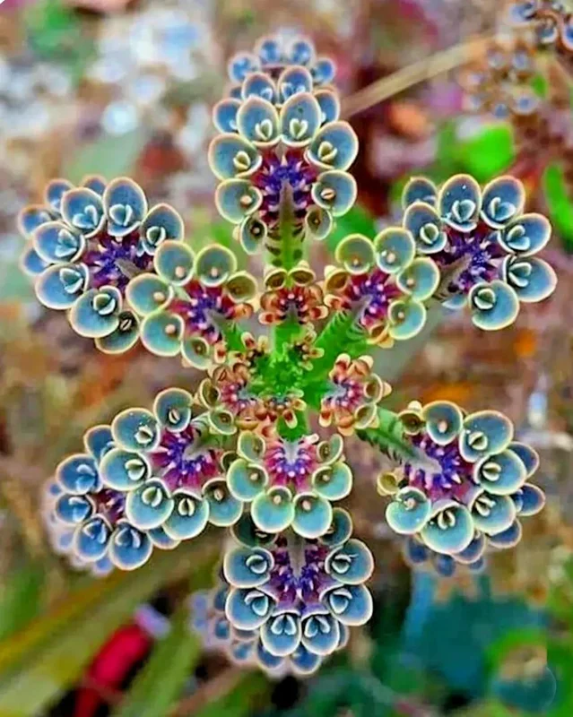 Mother of Millions (Kalanchoe tubiflora) Drought Tolerant Plant Seeds - 25 Seeds - Image 1