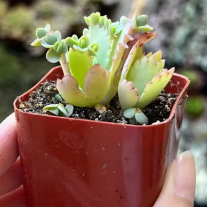 Mother of Thousands Kalanchoe Succulent Live Plant - 2