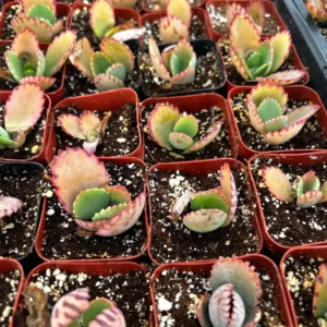 Mother of Thousands Kalanchoe Succulent Live Plant - 2