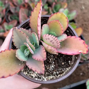 Mother of Thousands Kalanchoe Succulent Live Plant - 2