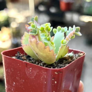 Mother of Thousands Kalanchoe Succulent Live Plant - 2