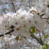 Mount Fuji Japanese Flowering Cherry Tree - 3-4 ft Live Plant - 3 Gal Pot - Image 1