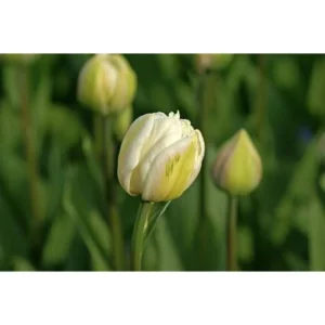 Mount Tacoma Double Late Tulip Bulbs - 5 Pack, 12/+ cm - White Peony-Flowered - Image 1