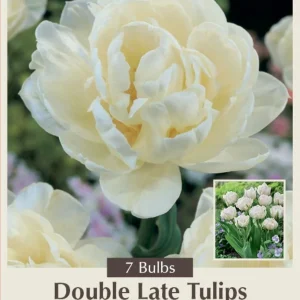 Mount Tacoma Double Late Tulip Bulbs – 7 Bulbs – 12/+ cm Bulbs – White Peony-like Flowers - Image 1