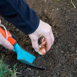 Mount Tacoma Double Late Tulip Bulbs – 7 Bulbs – 12/+ cm Bulbs – White Peony-like Flowers - Image 4