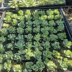 Mountain Rose Succulent Live Plant - Aeonium dodrantale - 2in Pot - Image 2