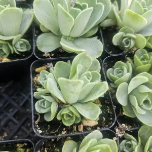 Mountain Rose Succulent Live Plant - Aeonium dodrantale - 2in Pot - Image 4