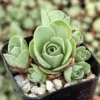 Mountain Rose Succulent Live Plant - Greenovia Aurea, 2" Pot, Indoor/Outdoor - Image 1