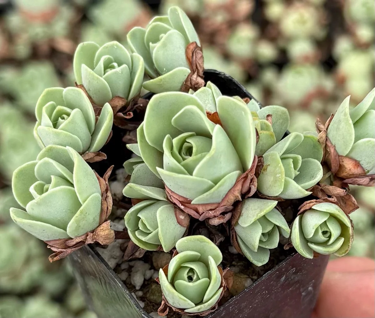 Mountain Rose Succulent Live Plant - Greenovia Aurea, 2" Pot, Indoor/Outdoor - Image 2