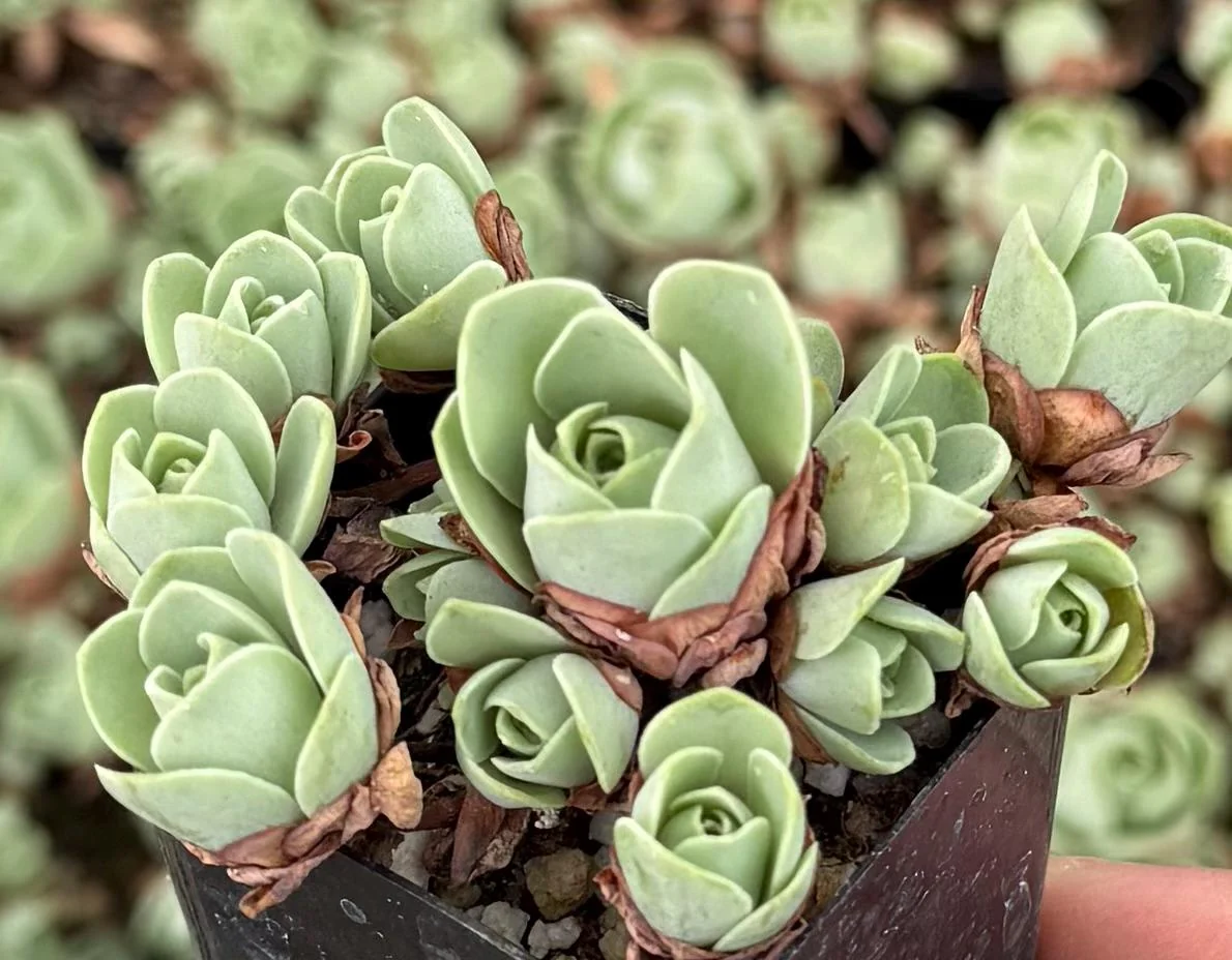 Mountain Rose Succulent Live Plant - Greenovia Aurea, 2" Pot, Indoor/Outdoor - Image 3