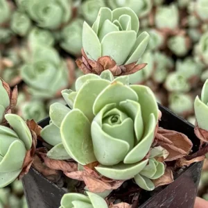 Mountain Rose Succulent Live Plant - Greenovia Aurea, 2