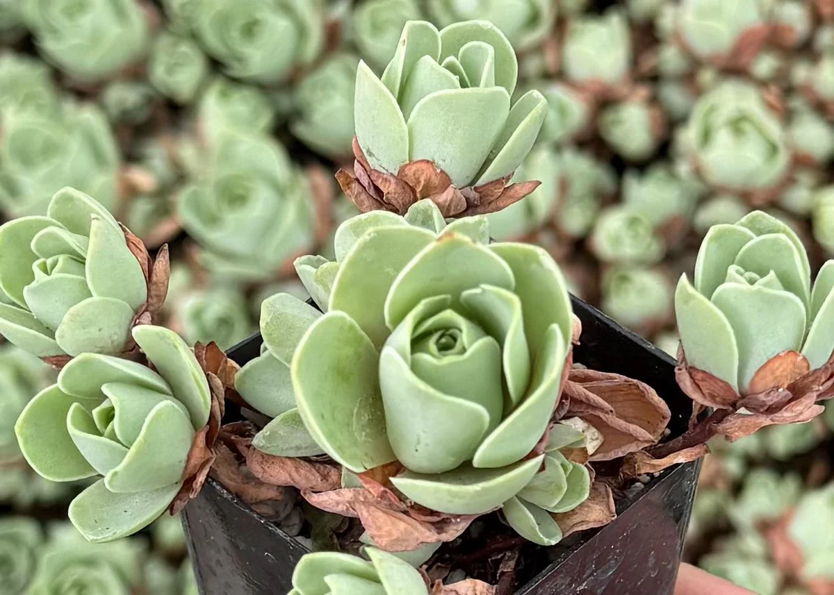 Mountain Rose Succulent Live Plant - Greenovia Aurea, 2" Pot, Indoor/Outdoor - Image 4