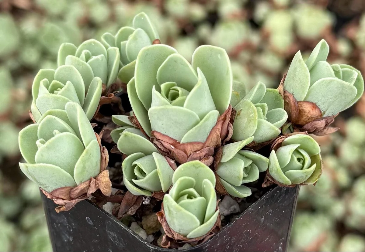 Mountain Rose Succulent Live Plant - Greenovia Aurea, 2" Pot, Indoor/Outdoor - Image 5