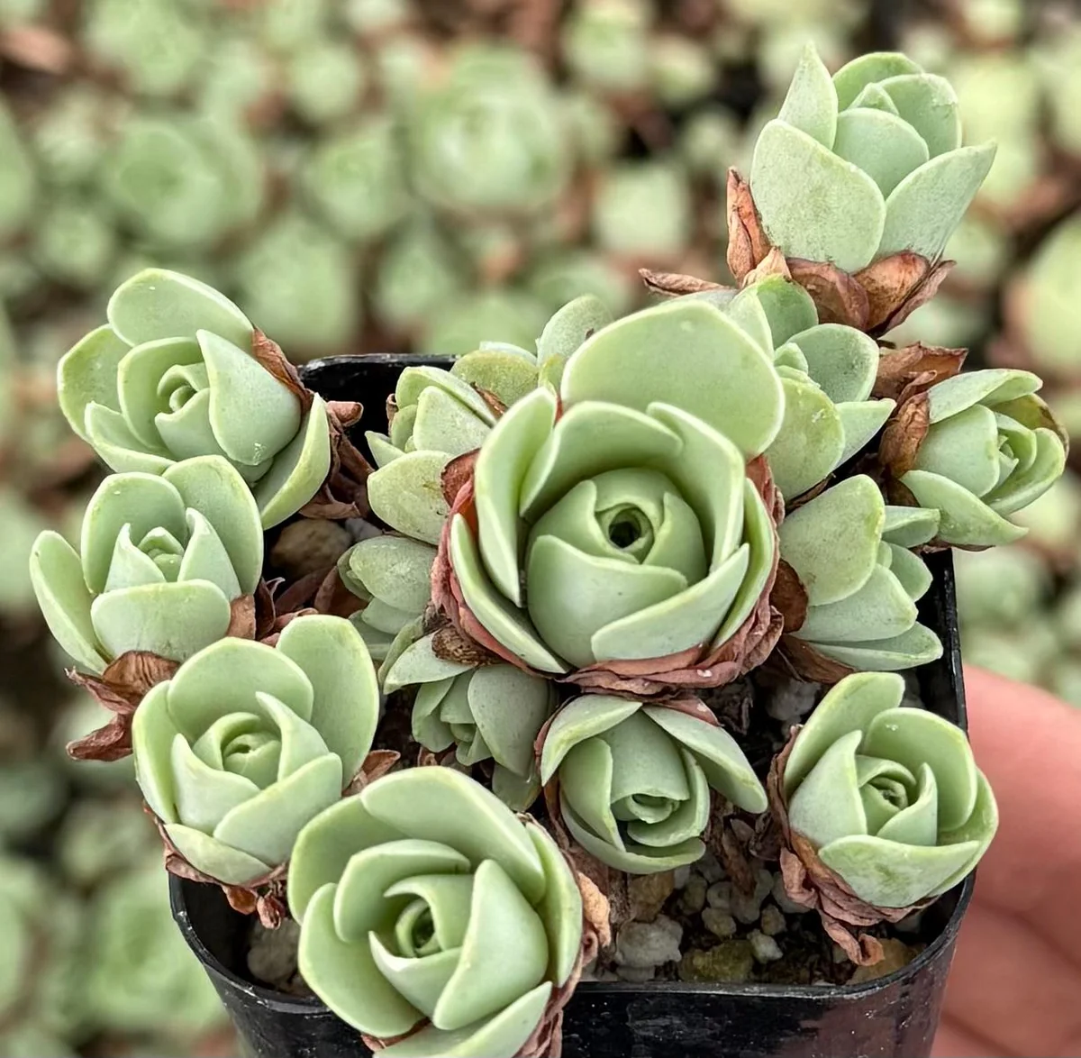 Mountain Rose Succulent Live Plant - Greenovia Aurea, 2" Pot, Indoor/Outdoor - Image 6