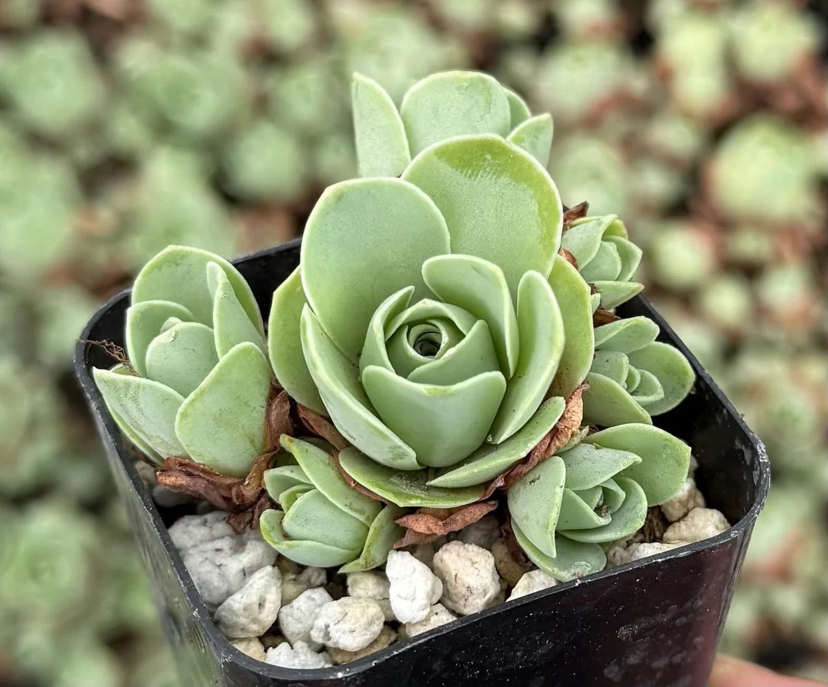 Mountain Rose Succulent Live Plant - Greenovia Aurea, 2" Pot, Indoor/Outdoor - Image 1