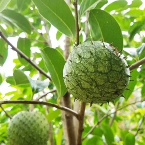 Mountain Soursop Live Plant - Annona muricata - Tropical Fruit Tree 12-20