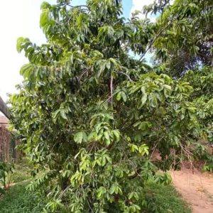 Mountain Soursop Live Plant - Annona muricata Tropical Fruit Tree - 6-10