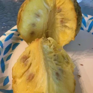 Mountain Soursop Live Plant - Annona muricata - Tropical Fruit Tree 12-20