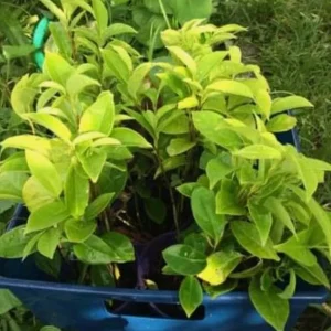 Mountain Soursop Live Plant - Annona muricata - Tropical Fruit Tree 12-20