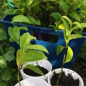 Mountain Soursop Live Plant - Annona muricata Tropical Fruit Tree - 6-10