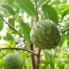 Mountain Soursop Live Plant - Annona muricata Tropical Fruit Tree - 6-10" Tall Starter - Image 1
