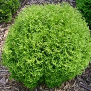 Mr. Bowling Ball Arborvitae Live Plant – 12-18