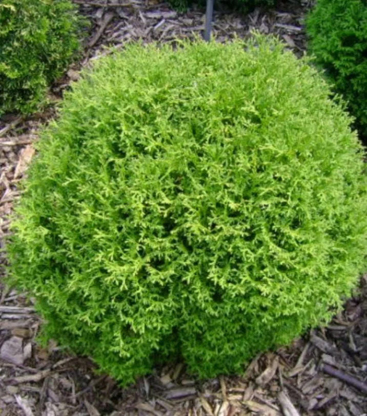 Mr. Bowling Ball Arborvitae Live Plant – 12-18" Tall – Gallon Pot – Thuja occidentalis – Outdoor Evergreen Shrub - Image 1