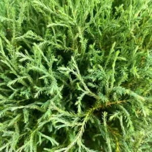 Mr. Bowling Ball Arborvitae Live Plant – 12-18