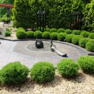 Mr. Bowling Ball Arborvitae Live Plant – 12-18