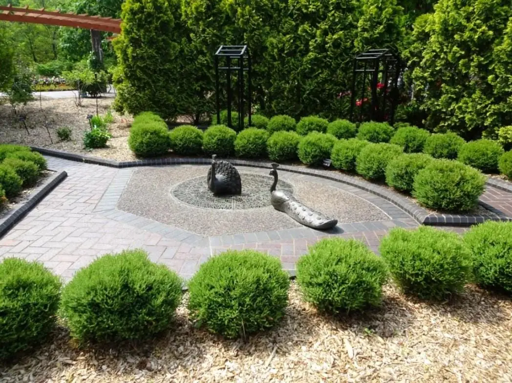 Mr. Bowling Ball Arborvitae Live Plant – 12-18" Tall – Gallon Pot – Thuja occidentalis – Outdoor Evergreen Shrub - Image 6