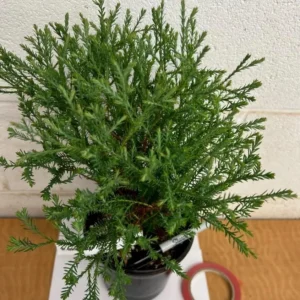 Mr. Bowling Ball Arborvitae Live Plant – 12-18