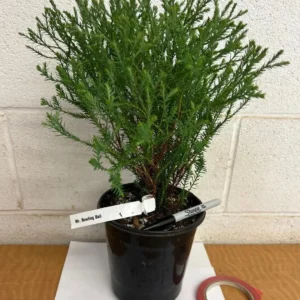 Mr. Bowling Ball Arborvitae Live Plant – 12-18