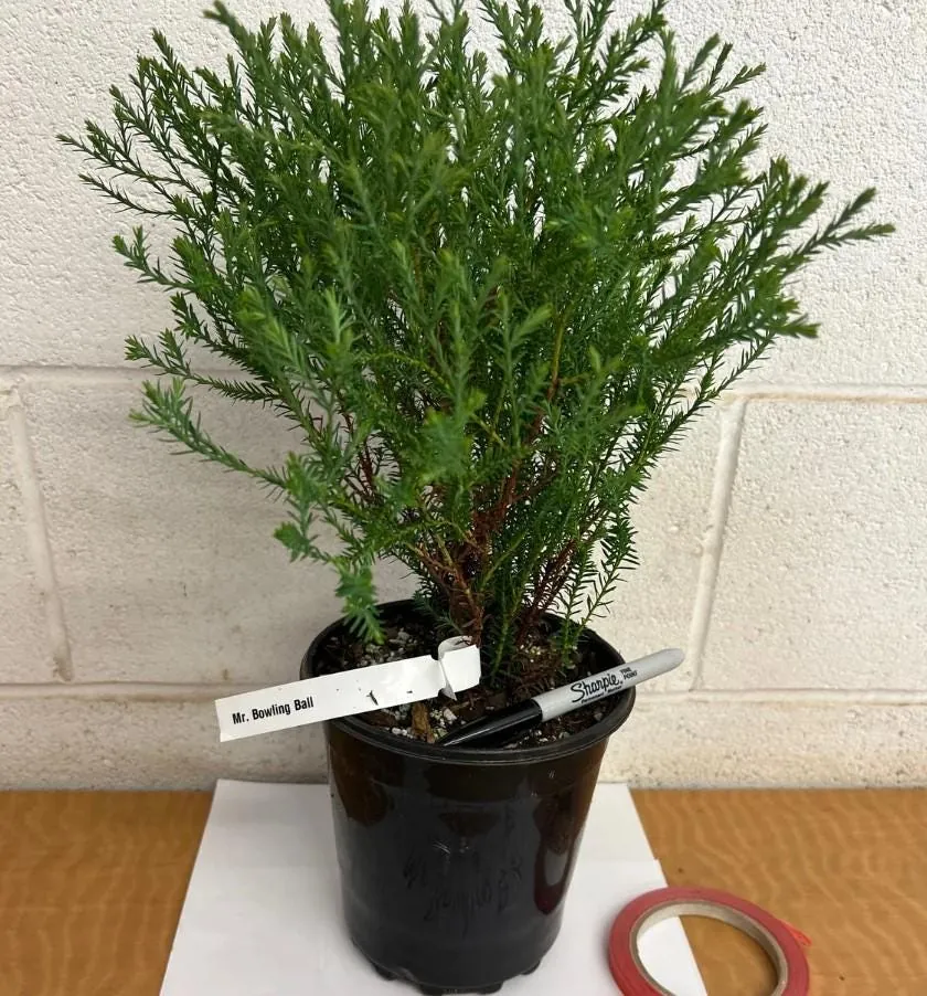 Mr. Bowling Ball Arborvitae Live Plant – 12-18" Tall – Gallon Pot – Thuja occidentalis – Outdoor Evergreen Shrub - Image 8