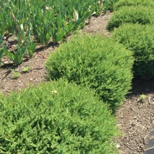 Mr. Bowling Ball Arborvitae Live Plant – 4-6