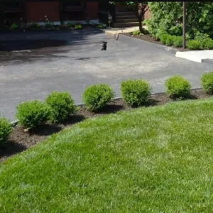 Mr. Bowling Ball Arborvitae Live Plant – 4-6