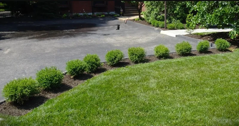 Mr. Bowling Ball Arborvitae Live Plant – 4-6" Tall – 1 Quart Pot – Compact Globe Evergreen Shrub - Image 4