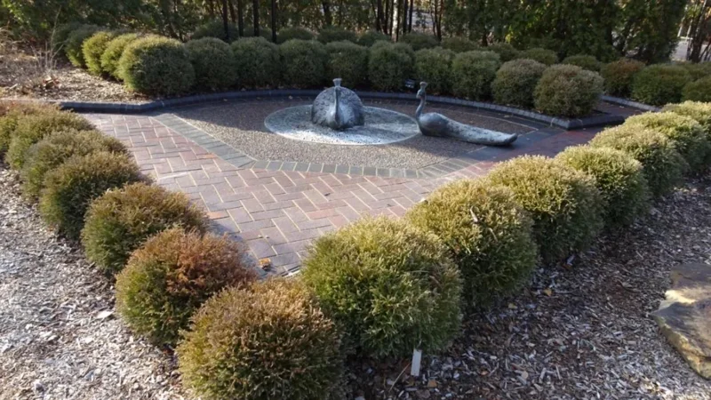 Mr. Bowling Ball Arborvitae Live Plant – 4-6" Tall – 1 Quart Pot – Compact Globe Evergreen Shrub - Image 5