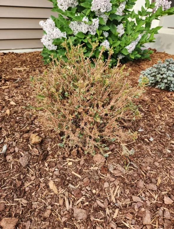 Mr. Bowling Ball Arborvitae Live Plant – 4-6" Tall – 1 Quart Pot – Compact Globe Evergreen Shrub - Image 7