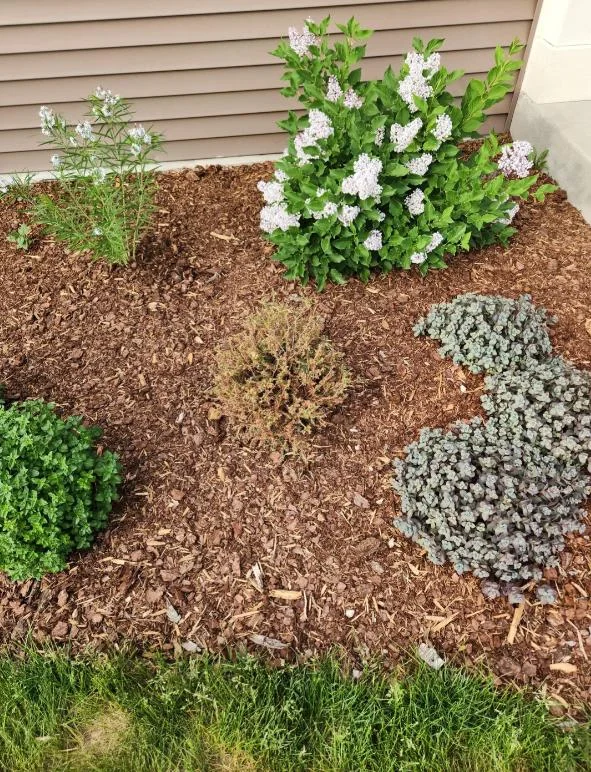 Mr. Bowling Ball Arborvitae Live Plant – 4-6" Tall – 1 Quart Pot – Compact Globe Evergreen Shrub - Image 8