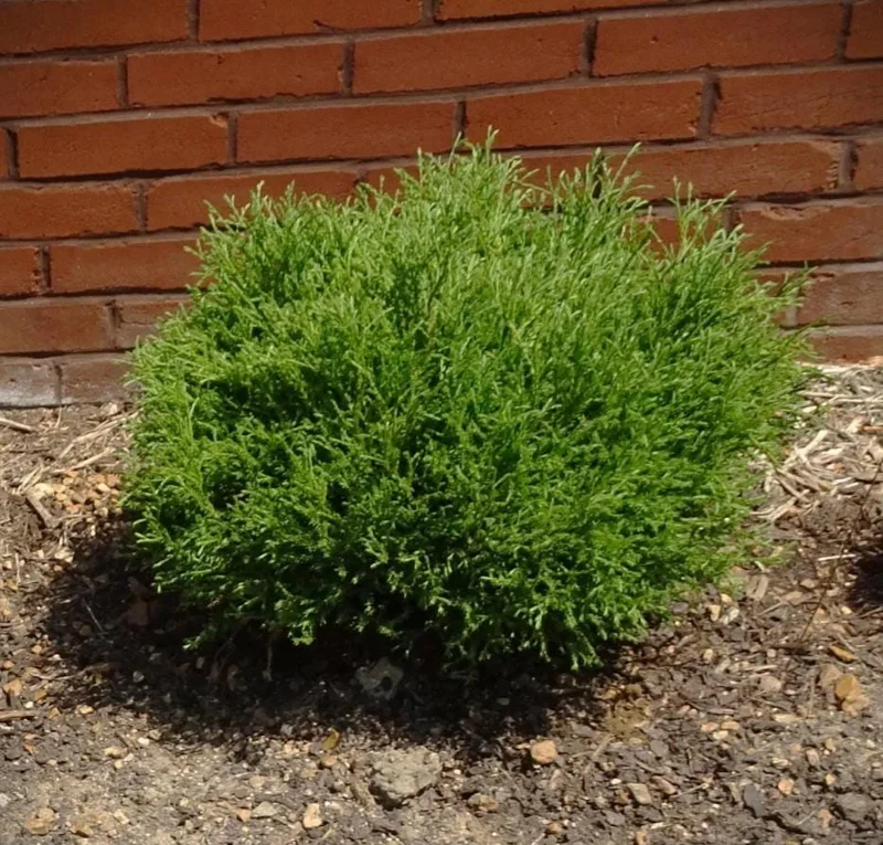 Mr. Bowling Ball Arborvitae Live Plant – 4-6" Tall – 1 Quart Pot – Compact Globe Evergreen Shrub - Image 1