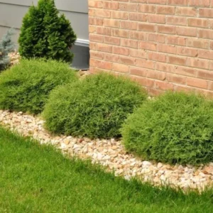 Mr Bowling Ball Arborvitae Live Plant - Thuja occidentalis - 4-6