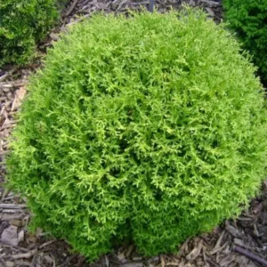 Mr Bowling Ball Arborvitae Live Plant - Thuja occidentalis - 4-6" Tall, 1qt Pot, Evergreen Shrub - Image 1