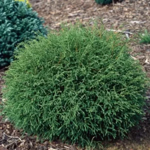 Mr Bowling Ball Arborvitae Live Plant - Thuja occidentalis - 4-6