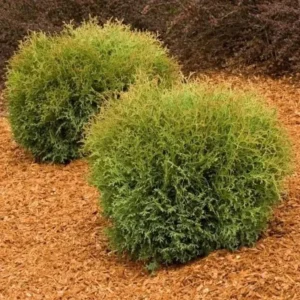 Mr Bowling Ball Arborvitae Live Plant - Thuja occidentalis - 4-6