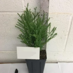 Mr Bowling Ball Arborvitae Live Plant - Thuja occidentalis - 4-6