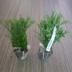 Mr Bowling Ball Arborvitae Live Plant - Thuja occidentalis - 4-6