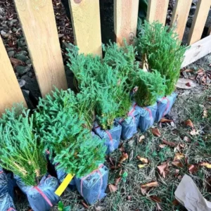 Mr Bowling Ball Arborvitae Live Plant - Thuja occidentalis - 4-6